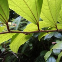 Ziziphus rugosa Lam.